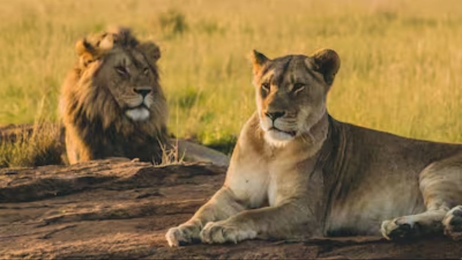 VHP moves Calcutta High Court over lioness named 'Sita' being housed with lion named 'Akbar' VHP moves Calcutta High Court over lioness named 'Sita' being housed with lion named 'Akbar'