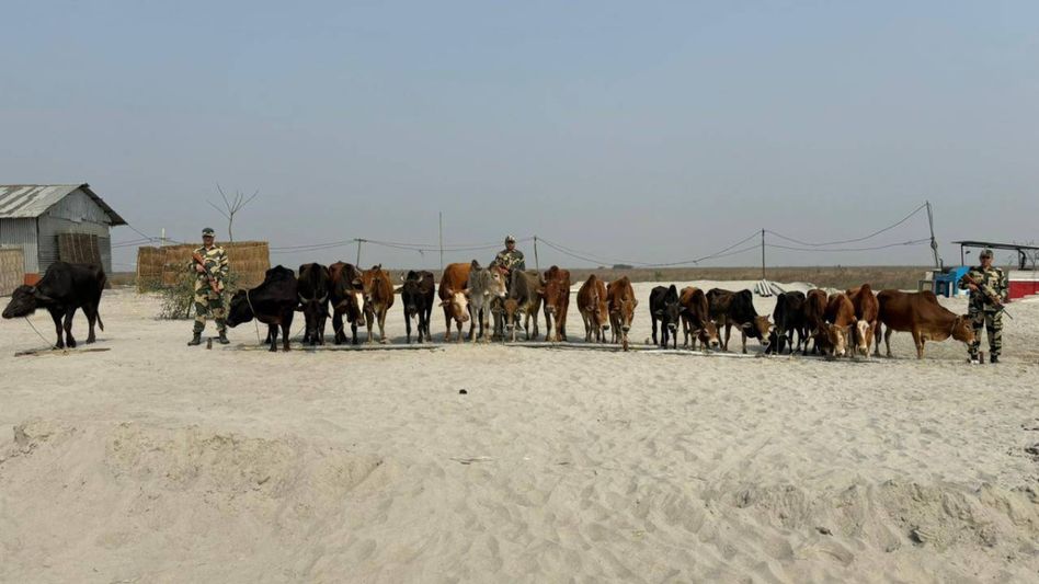 Assam: BSF foils cattle smuggling attempt along Indo-Bangladesh border in Dhubri Assam: BSF foils cattle smuggling attempt along Indo-Bangladesh border in Dhubri