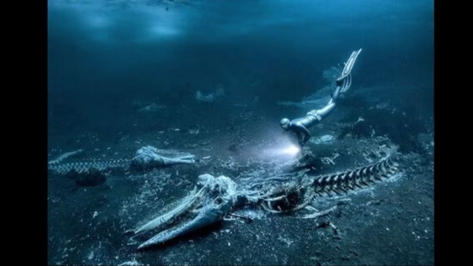 “Whale Bones” captured by Swedish photographer bags Underwater Photographer of the Year 2024 “Whale Bones” captured by Swedish photographer bags Underwater Photographer of the Year 2024