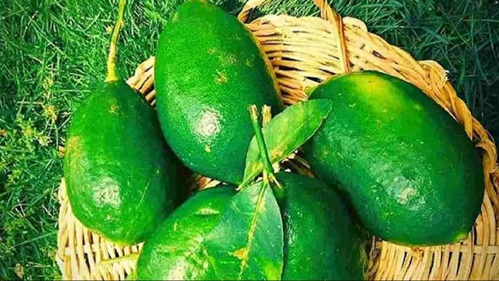 Assam's Kaji Nemu among 27 Indian agri products go international in 2023-24