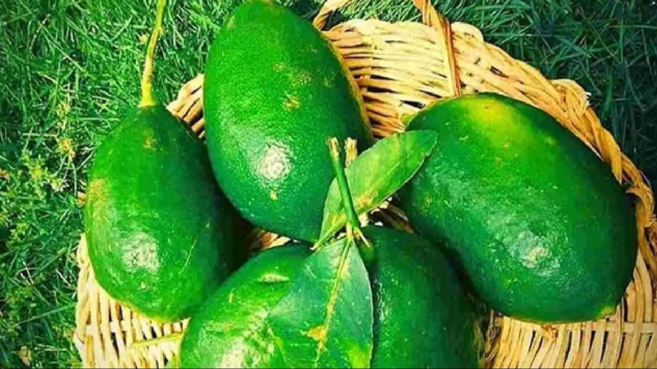 Assam's Kaji Nemu among 27 Indian agri products go international in 2023-24 Assam's Kaji Nemu among 27 Indian agri products go international in 2023-24