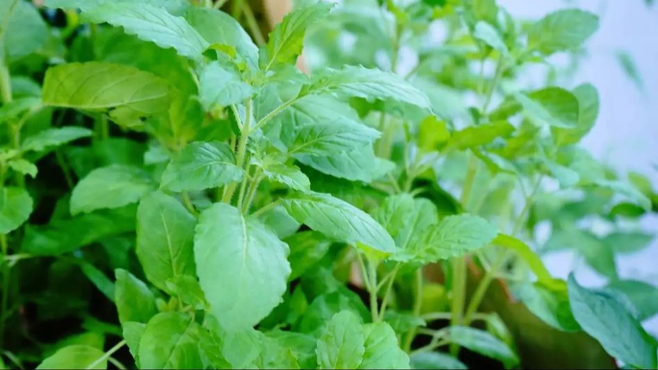 Unveiling the healing power of Tulsi leaves Unveiling the healing power of Tulsi leaves