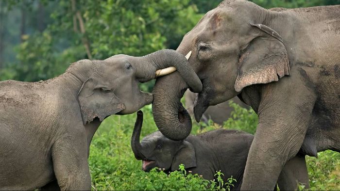 Photo credit: Avijan Saha