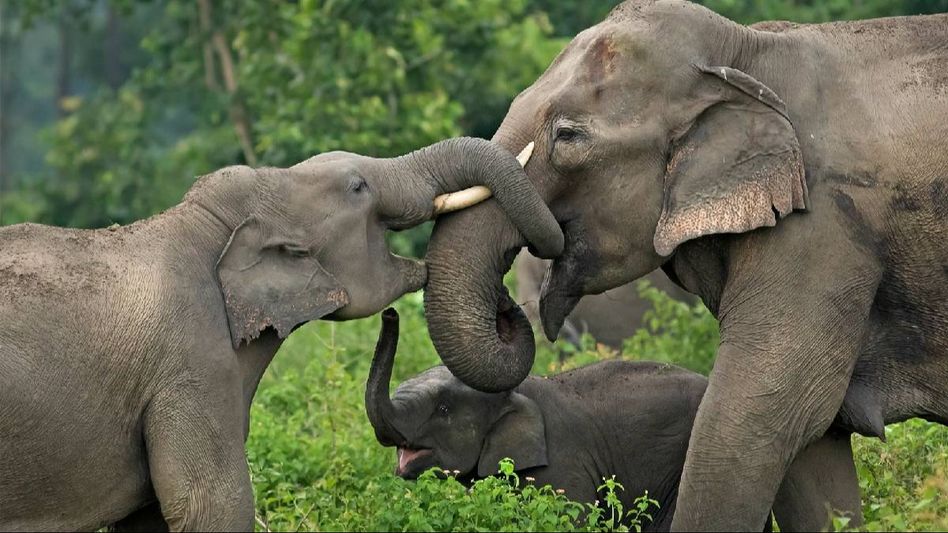 GPS training boosts accurate elephant population estimation in Assam GPS training boosts accurate elephant population estimation in Assam