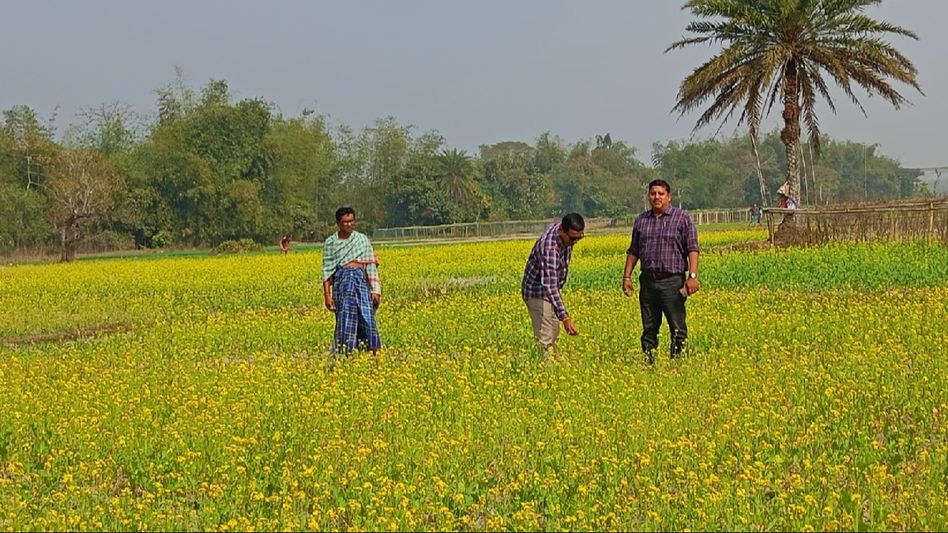 Tripura farmers reap benefits with high-yield varieties of mustard Tripura farmers reap benefits with high-yield varieties of mustard