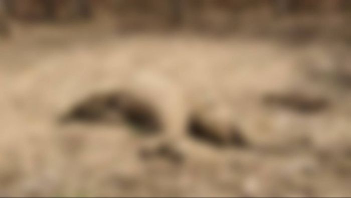 Assam: Elephant calf found dead in Sonitpur district