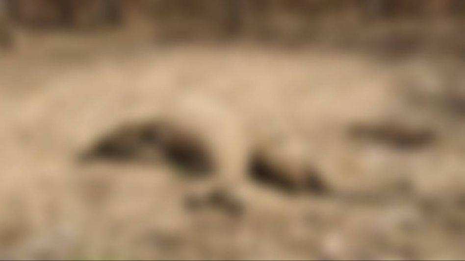 Assam: Elephant calf found dead in Sonitpur district Assam: Elephant calf found dead in Sonitpur district