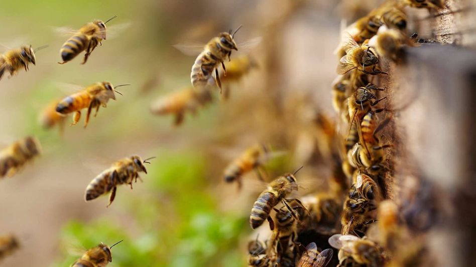 Tripura: Bee attack leaves 12 persons injured in south district Tripura: Bee attack leaves 12 persons injured in south district