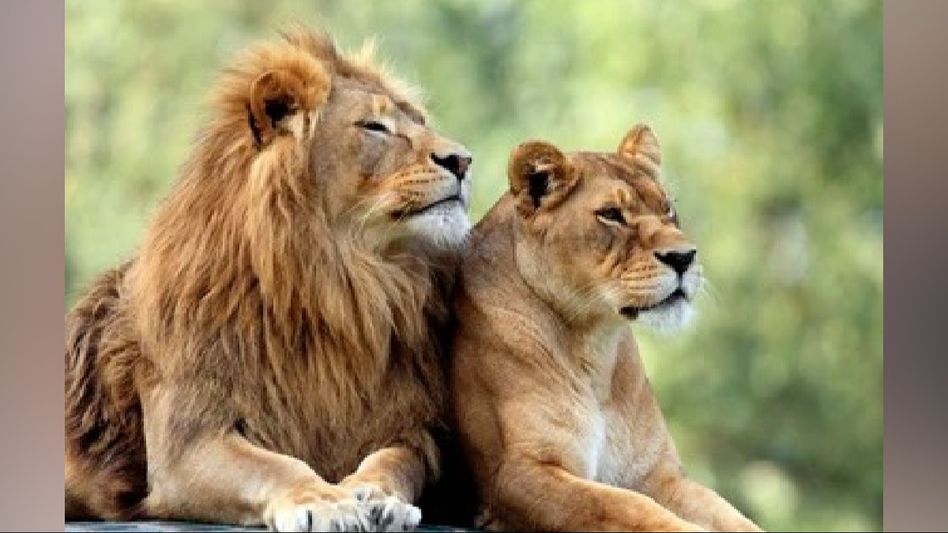Akbar- Sita lion row: Tripura Government suspends chief wildlife warden over lion naming controversy Akbar- Sita lion row: Tripura Government suspends chief wildlife warden over lion naming controversy