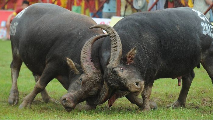 Assam: Unauthorised buffalo fight halted in Morigaon after PETA India appeal