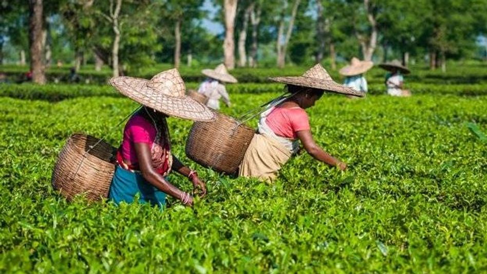 Centre directs 100 per cent sale of dust grade tea via public auction Centre directs 100 per cent sale of dust grade tea via public auction