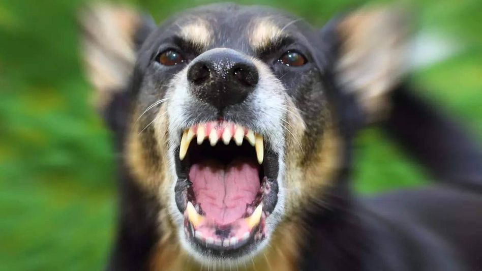 Madhya Pradesh: Toddler killed in stray dog attack, 'NGO interference' blamed Madhya Pradesh: Toddler killed in stray dog attack, 'NGO interference' blamed