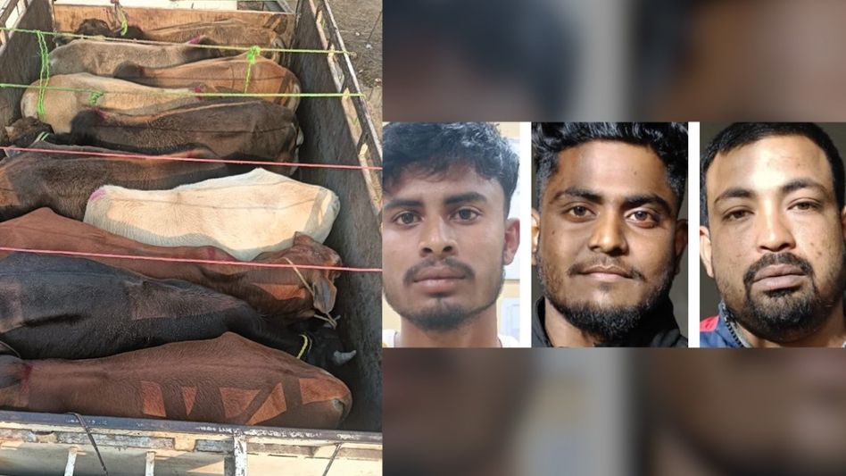 Assam: Cattle laden truck seized in Jorabat, three arrested Assam: Cattle laden truck seized in Jorabat, three arrested