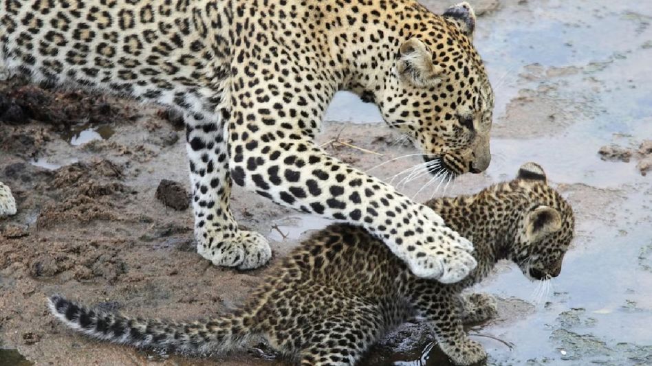 India's leopard population surges to 13,874 with 1.08% annual growth India's leopard population surges to 13,874 with 1.08% annual growth