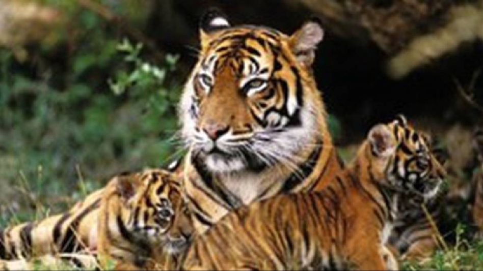 Cabinet approves establishment of International Big Cat Alliance with headquarters in India Cabinet approves establishment of International Big Cat Alliance with headquarters in India
