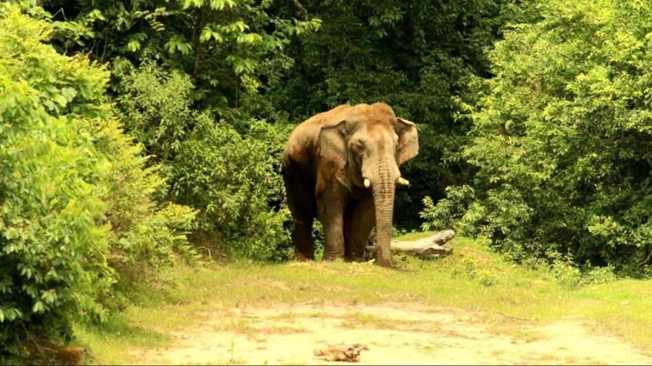 Tripura: Wild elephant on rampage in Khowai district, attacks village Tripura: Wild elephant on rampage in Khowai district, attacks village