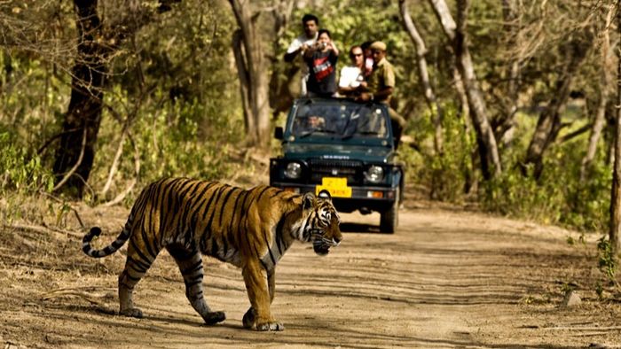 Supreme Court, tiger safaris, ban, Jim Corbett National Park, wildlife conservation, eco-tourism, illegal construction, tree felling