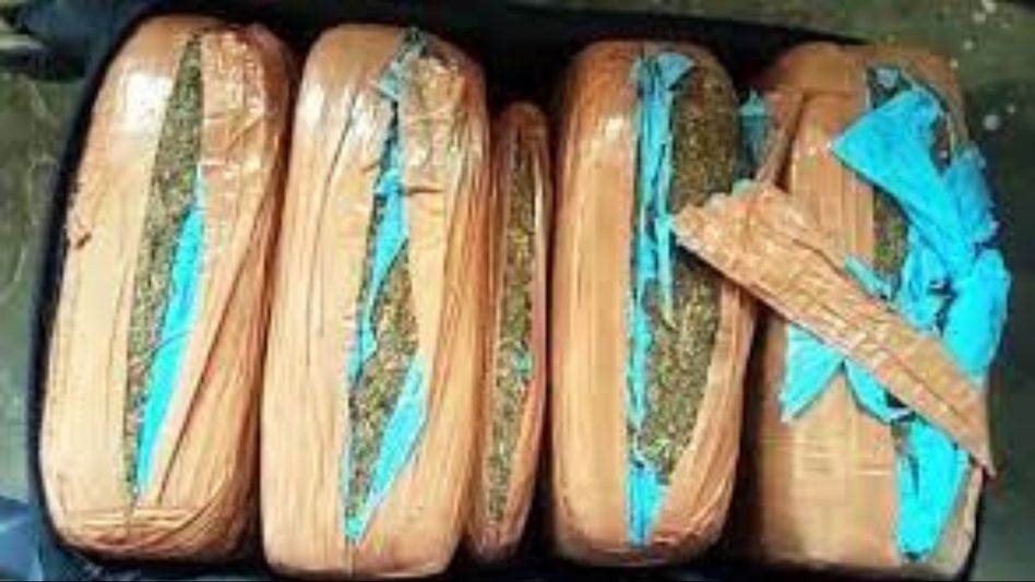 Tripura: Three held with cannabis worth over Rs 1.50 crore Tripura: Three held with cannabis worth over Rs 1.50 crore