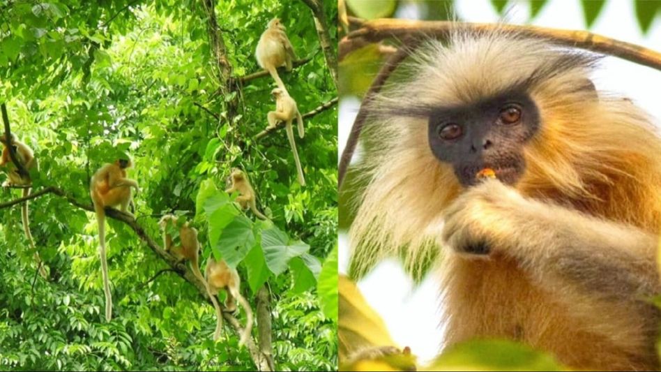 Comprehensive population estimation reveals 7396 individuals of Golden Langur in India Comprehensive population estimation reveals 7396 individuals of Golden Langur in India