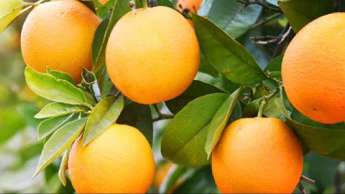 Bhutan's Chatuki orange: Triumphs and challenges in the citrus industry