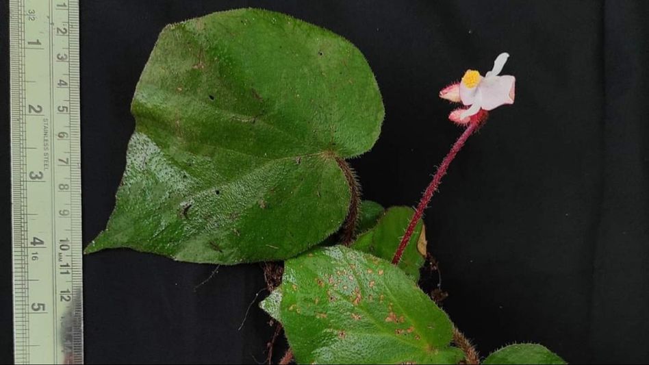 Tripura: Plant Taxonomist discovers new plant species 'Begonia tripurensis' in state Tripura: Plant Taxonomist discovers new plant species 'Begonia tripurensis' in state