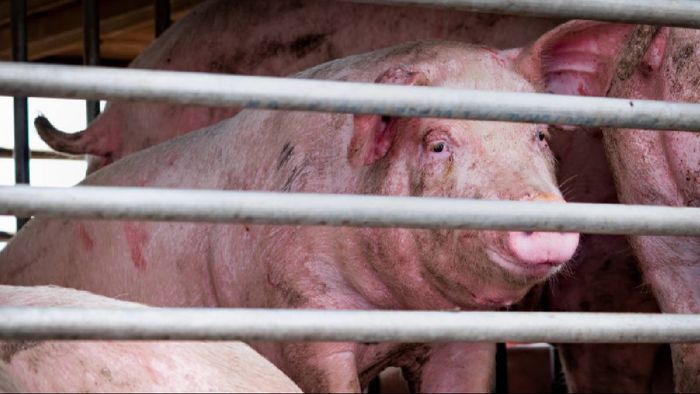 Mizoram: Over 47,000 pigs died due to African Swine Fever in state during 2020-2023Mizoram: Over 47,000 pigs died due to African Swine Fever in state during 2020-2023