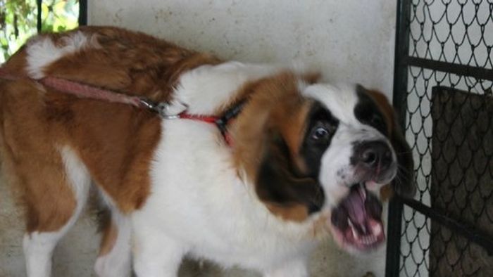 Centre, Foreign Dog Breeds, Ban, PETA India, Delhi High Court, Dogfighting, Animal Welfare