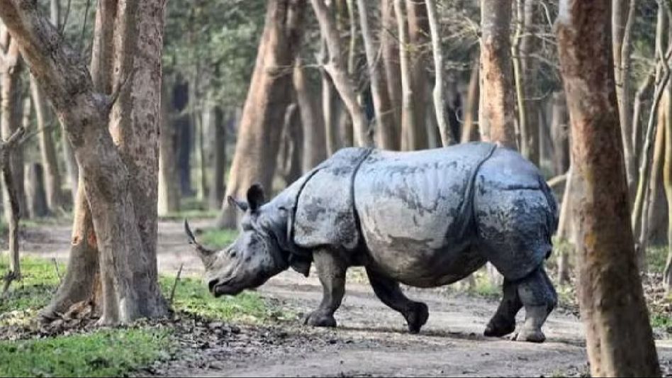 Supreme Court stays Assam government's move to denotify Pobitora Wildlife Sanctuary Supreme Court stays Assam government's move to denotify Pobitora Wildlife Sanctuary