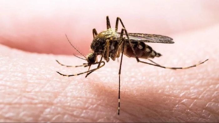 Tripura: Efforts underway to combat malaria in state's remote areas, says Health Ministry