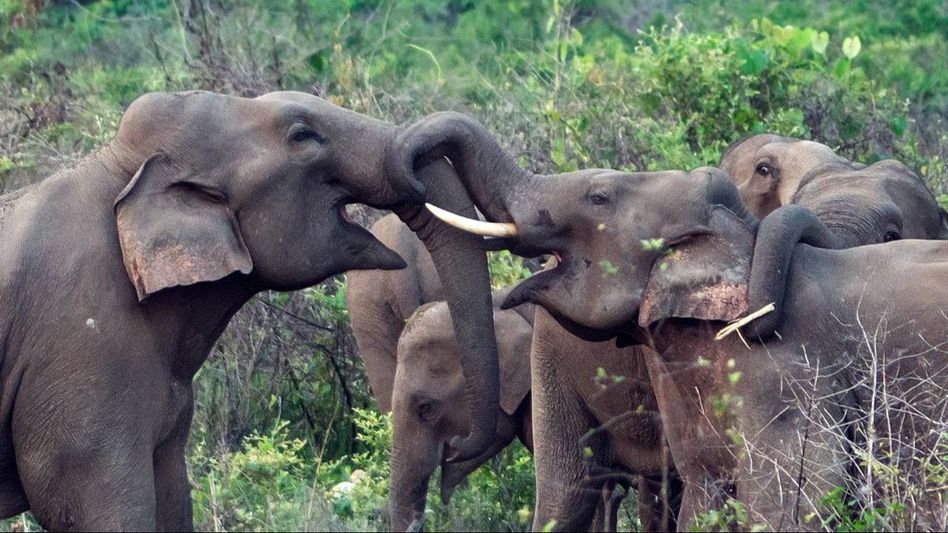 Centre releases new rules for captive elephant mobility Centre releases new rules for captive elephant mobility