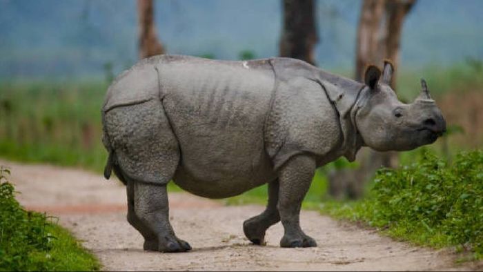 Rhino found dead near Gai Tapu riverbank in Kaziranga