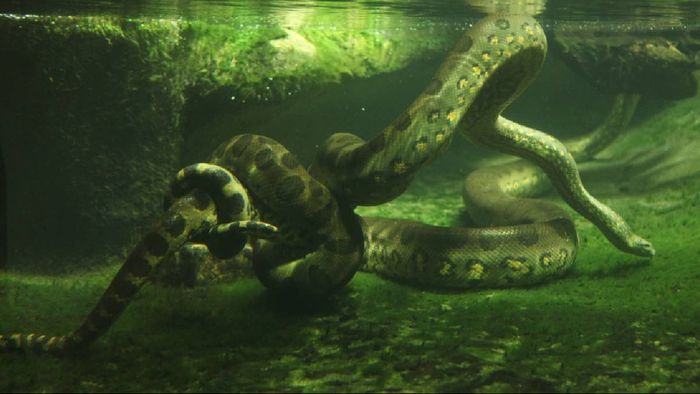 world’s largest snake has been found dead in the Brazilian Amazon Rainforest