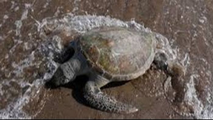 Chenab River, Turtle Deaths, Electrocution, Public Outrage, Biodiversity, Environmental Protection