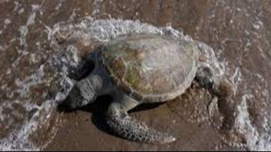 Pakistani: Hundreds of turtles electrocuted in Chiniot Pakistani: Hundreds of turtles electrocuted in Chiniot