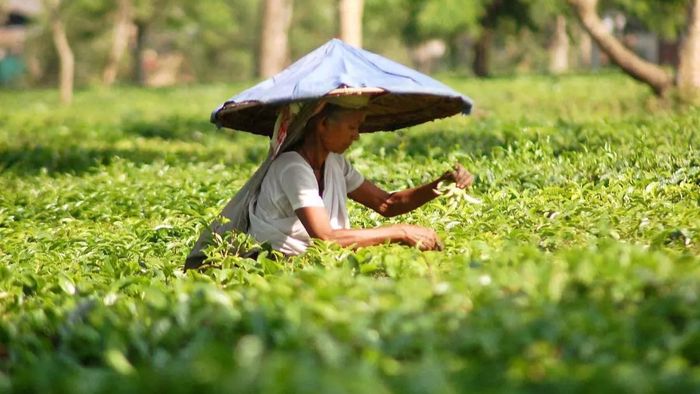 Assam, Tea Auction, Dust Grades Tea, Ministry of Commerce and Industry, Tea Producers, North-Eastern Tea Association