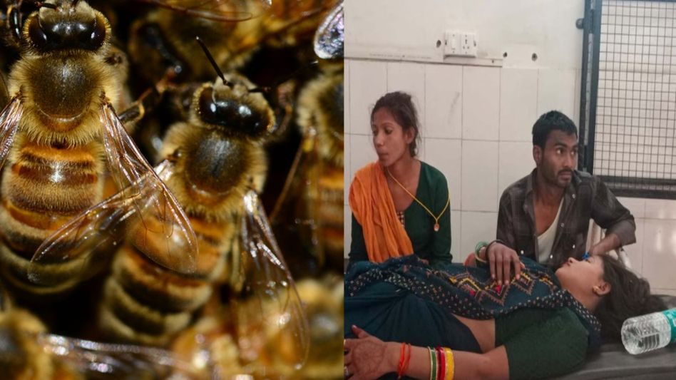 Uttar Pradesh: One devotee dead, 15 injured in fatal bee attack en route to Pilua Mahavir temple Uttar Pradesh: One devotee dead, 15 injured in fatal bee attack en route to Pilua Mahavir temple