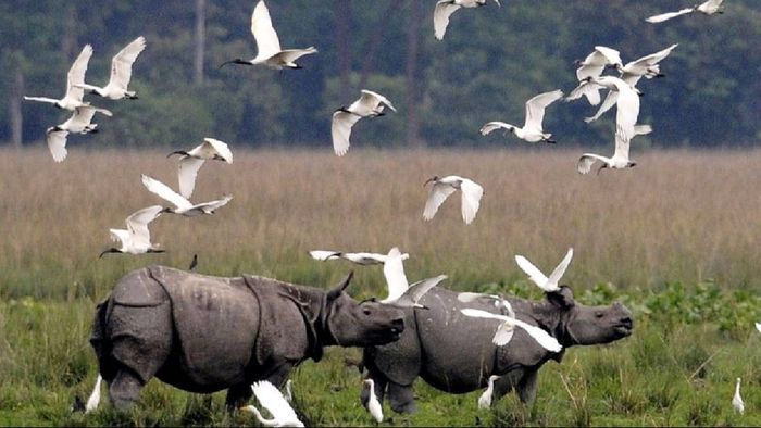 Kaziranga National Park & Tiger Reserve reports highest visitor numbers ever