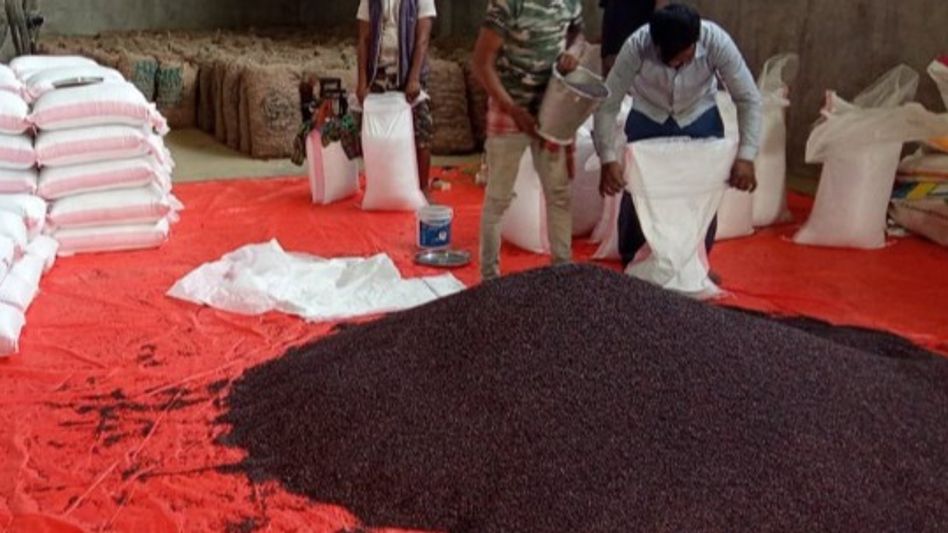 Manipur: Aromatic black rice 'Chak-hao' gains popularity, will be exported to Europe Manipur: Aromatic black rice 'Chak-hao' gains popularity, will be exported to Europe