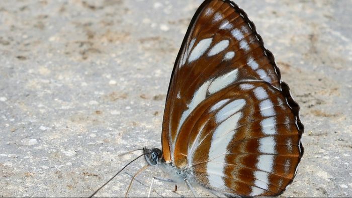 First-Ever Sighting of Neptis Philyra Butterfly in India