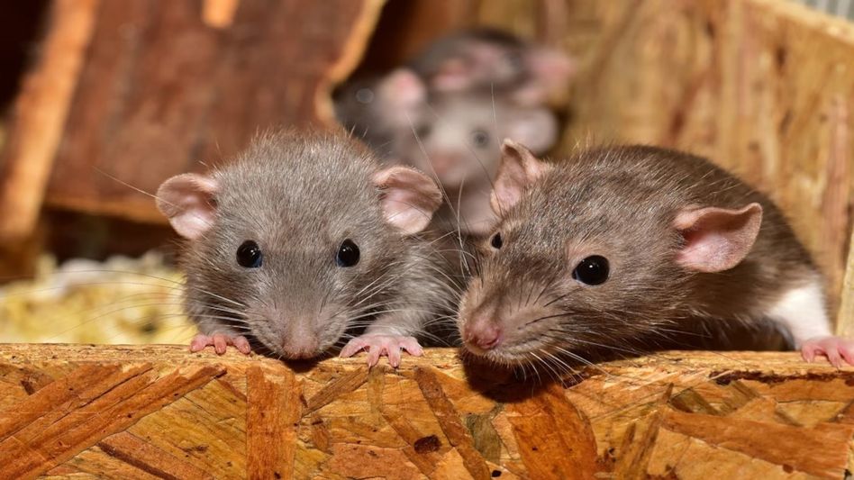 Rats ate 19 kg of marijuana, Jharkhand cops tell court Rats ate 19 kg of marijuana, Jharkhand cops tell court
