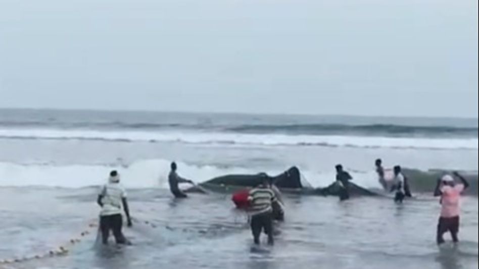 Andhra Pradesh: Fishermen catches big shark in Anakapalli district, later released Andhra Pradesh: Fishermen catches big shark in Anakapalli district, later released
