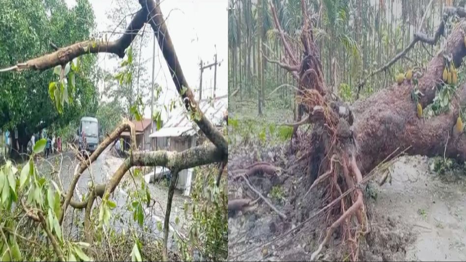 Manipur police destroy massive cache of narcotics in Imphal West Manipur police destroy massive cache of narcotics in Imphal West