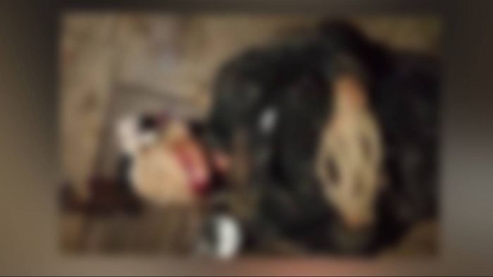 Arunachal: Gram Panchayat Member allegedly assaulted in Bameng in poll-related violence