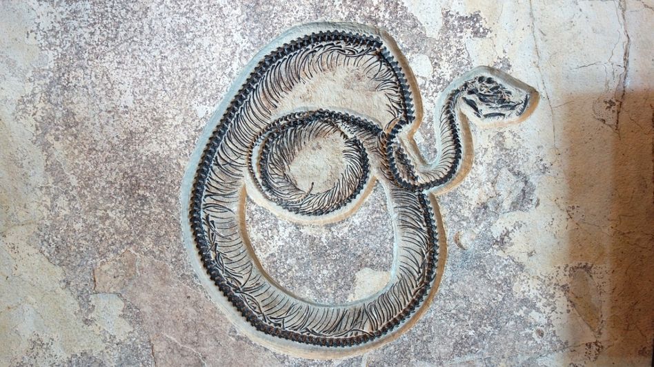 Megafind! 47 million year old giant snake fossil discovered in Gujarat Megafind! 47 million year old giant snake fossil discovered in Gujarat