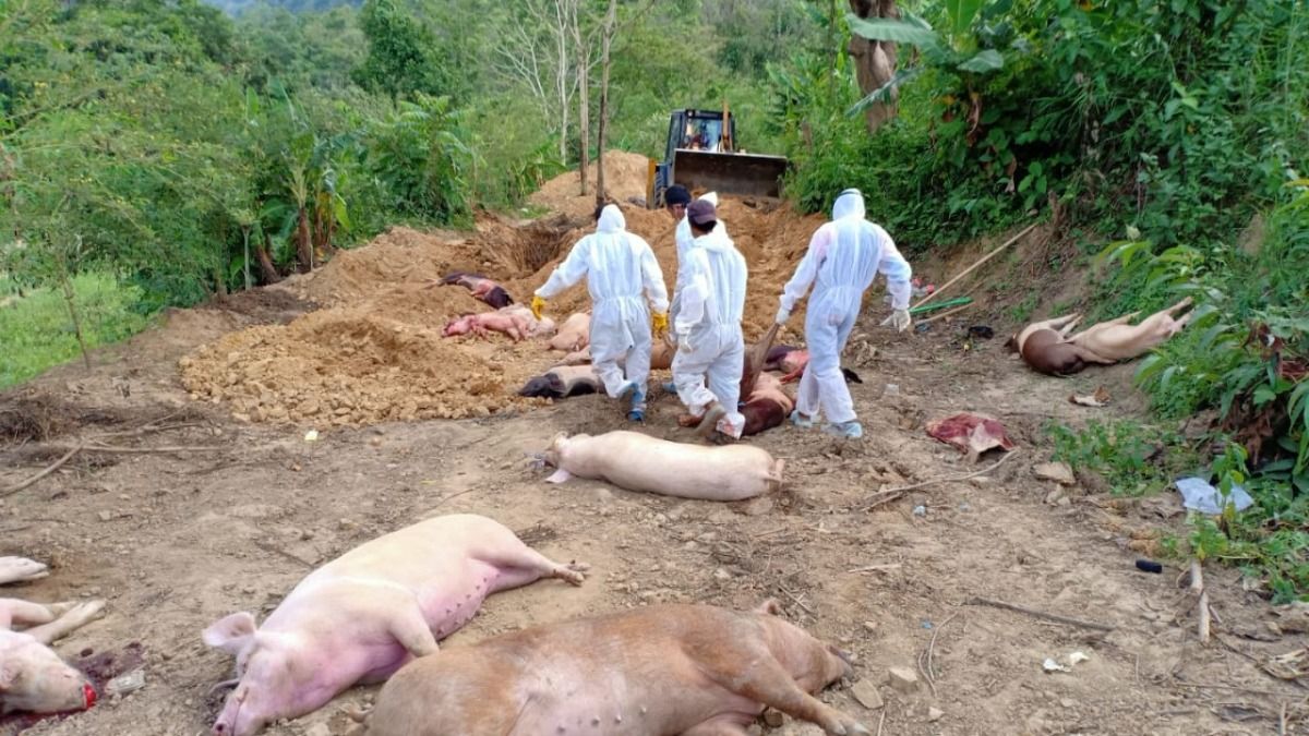 African Swine Fever, ASF, Mizoram, Animal Husbandry & Veterinary Department, Swine Flu, Disease Outbreak