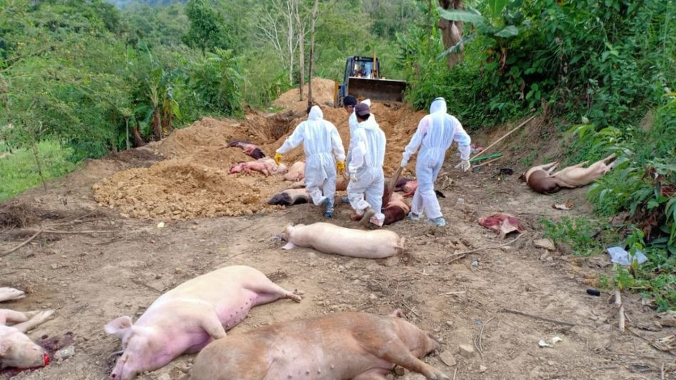 Mizoram: African swine fever outbreak hits three districts in state Mizoram: African swine fever outbreak hits three districts in state