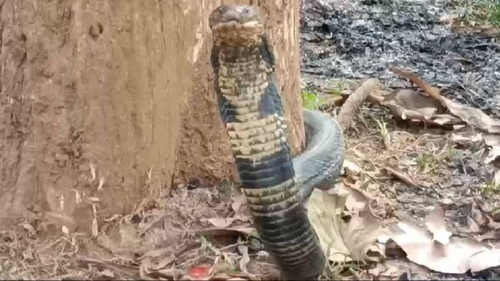 Sanjeev Deka, a young resident of Shilghat, Assam, rescued a trapped King Cobra from an abandoned well.
