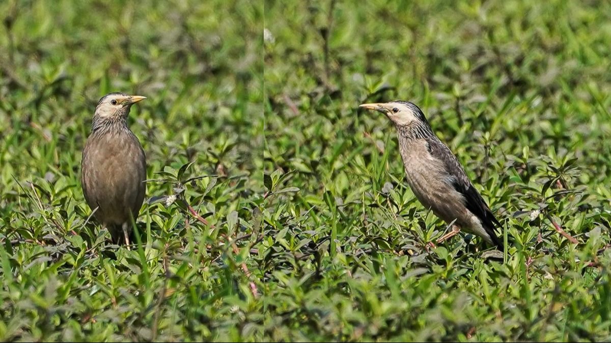 Manipur: White-cheeked starling spotted for the first time