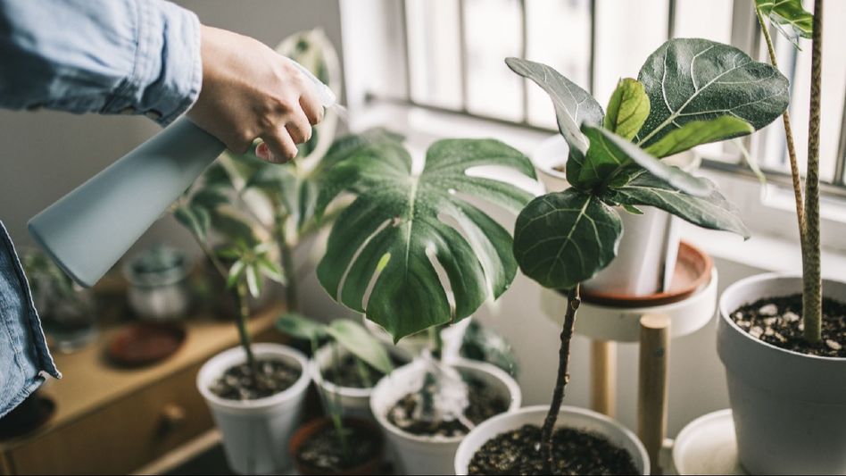 Green thumb guide: Tips for thriving houseplants Green thumb guide: Tips for thriving houseplants