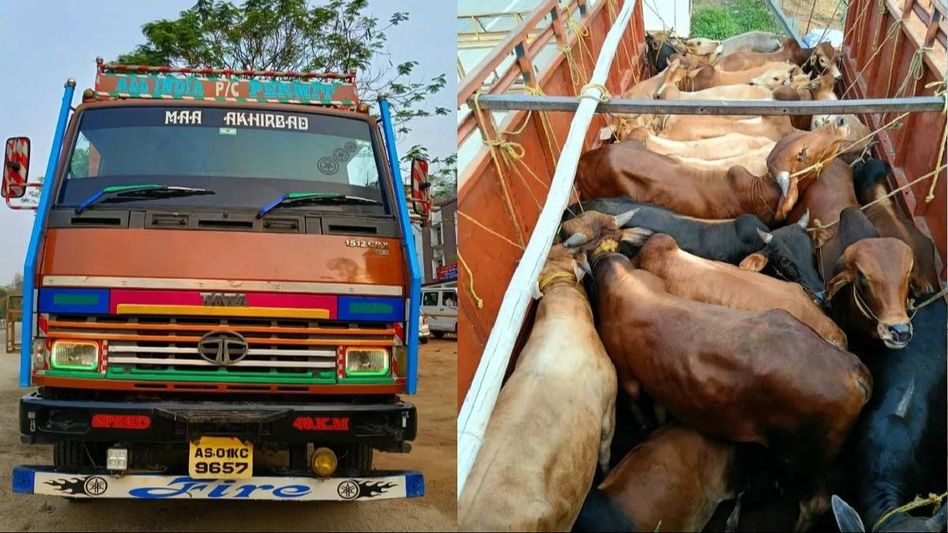 Assam: Truck illegally transporting 20 cattle seized near Jorabat checkpoint Assam: Truck illegally transporting 20 cattle seized near Jorabat checkpoint